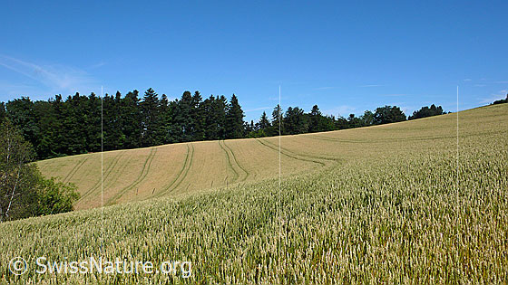 Foto: Getreidefeld an leichter Hanglage. Spuren einer landwirtschaftlichen Maschine führen an den Waldrand.