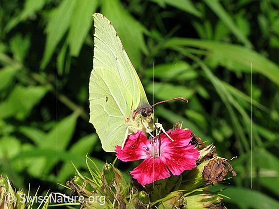 Foto: Zitronenfalter auf Blüte. Flügel gefaltet. Ansicht von vorn.