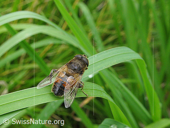 Foto: Mistbiene (Eristalis tenax). Männchen. Ansicht von schräg hinten.