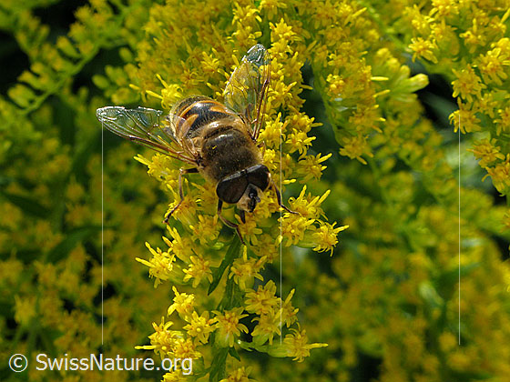 Foto: Mistbiene (Eristalis tenax) auf Kanadischer Goldrute (Solidago canadensis). Männchen.