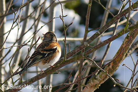 Foto: Singender Bergfink (Fringilla montifringilla)