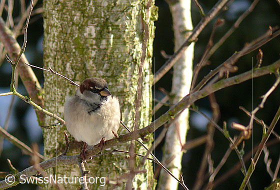 Haussperling (Passer domesticus)
