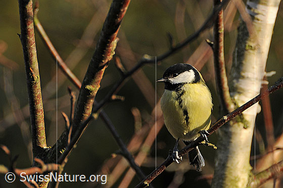 Foto: Kohlmeise (Parus major) im Streiflicht.