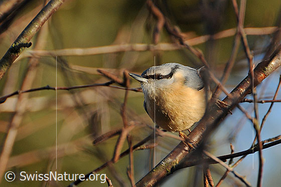Foto: Kleiber (Sitta europaea) im Geäst sitzend. Ansicht von vorne.