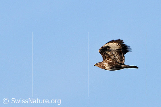 Foto: Mäusebussard im Flug
Lat.: Buteo buteo
Familie: Greifvögel