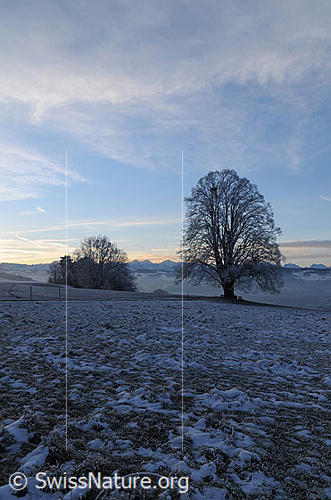 Foto: Winterliche Landschaft mit mächtigem Baum (Linde) und den Berner Alpen im Hintergrund.