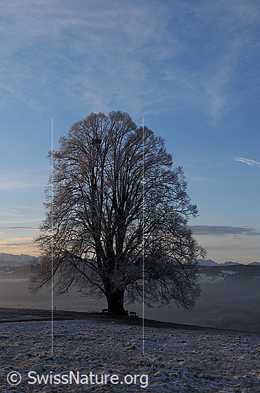 Foto: Mächtige Linde in winterlicher Landschaft.