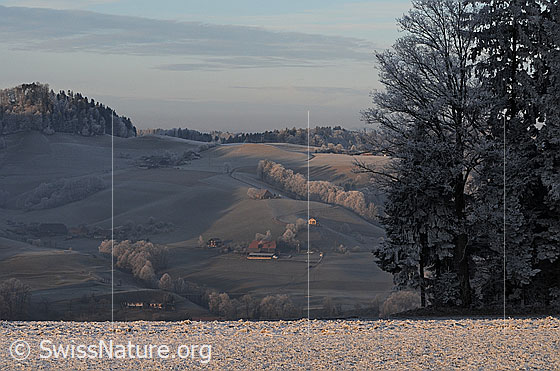 Foto: Blick vom Waldrand in die mit Raureif überzogene Hügellandschaft des Emmentals mit Hecken und Wäldern.