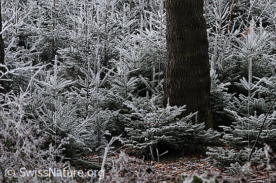 Foto: Aufforstung eines Tannenwaldes. Ein Baumstamm wird von zahlreichen junge Tannen umringt. Der dichte Jungwald ist mit Raureif überzogen.