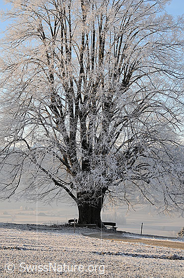 Foto: Grosse Linde mit Raureif. Beim mächtigen Stamm stehen Ruhebänke.