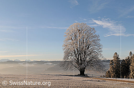 Foto: Mächtige Linde mit Raureif im Morgenlicht.
Im Emmental stehen auf vielen Hügeln grosse Linden. Sie sind Teil des für diese Region typischen Landschaftsbildes.