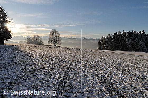 Foto: Morgenstimmung in Winterlandschaft mit mächtiger Linde. Auf den Feldern liegt Schnee und Raureif und im Horizont sind die Berner Alpen zu sehen.