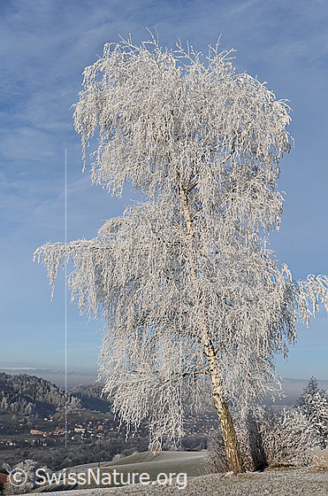 Foto: Birke mit Raureif im Morgenlicht.