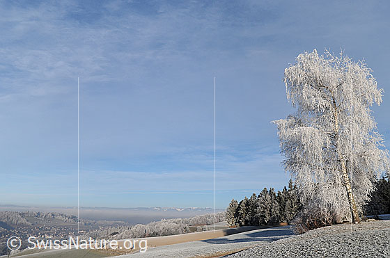 Foto: Birke in Raureiflandschaft mit Hügelzügen und Wäldern des Emmentals. Der Himmel ist mit Schleierwolken bedeckt.
