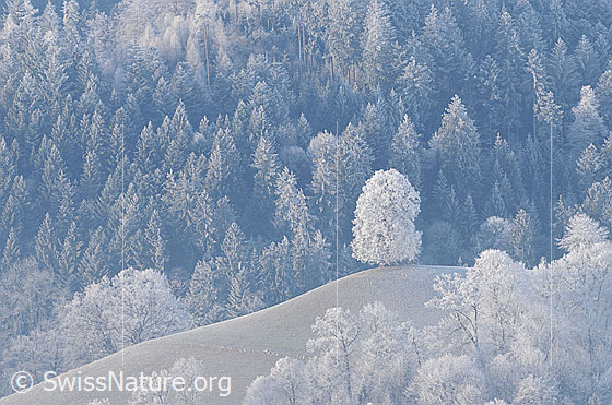 Foto: Raureiflandschaft mit Linde auf Hügel, Tannenwald und Buchenhecke.