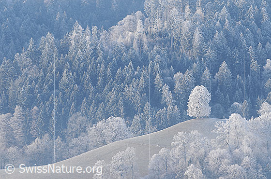 Foto: Hügel mit Linde umgeben von Wald. Die Waldlandschaft ist mit Raureif überzogen.