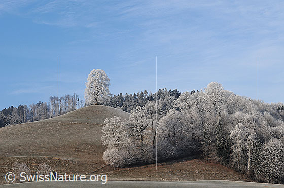 Foto: Hügel mit Linde und Buchenhecke. An Bäumen und Wald hat sich Raureif gebildet.