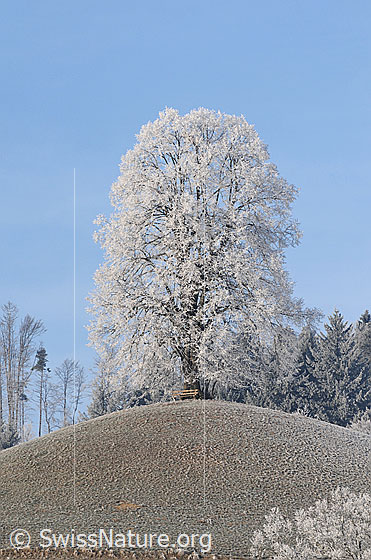 Foto: Eine Linde mit starkem Raureif überzogen steht auf einem Hügel. Unter dem mächtigen Baum befindet sich eine Ruhebank.