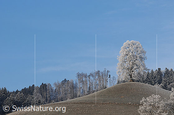 Foto: Baum auf Hügel in Raureiflandschaft mit Wald.