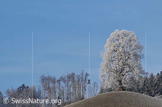 Foto: An einer mächtigen Linde auf einem Hügel hat sich Raureif gebildet. Unter dem Baum steht eine Ruhebank und im Hintergrund ist Wald zu sehen.