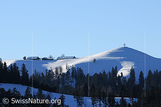 Foto: Winterlandschaft im Emmental. Auf der Anhöhe über dem lichten Tannenwald ist der Alpbetrieb Vorderarni mit schneebedeckten Dächern und ein Hügel mit Baum zu sehen.