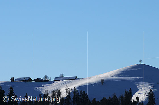 Foto: Winterlandschaft im Emmental. Auf der Anhöhe über dem lichten Tannenwald ist der Alpbetrieb Vorderarni mit schneebedeckten Dächern und ein Hügel mit Baum zu sehen.