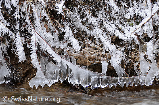 Foto: Natürliche Kunstwerke aus Eis (Eisbirne). An Wurzeln und kleinen Ästen am Bachufer haben sich lange Nadeln aus Raureif und Tropfen aus Eis gebildet. Diese vergänglichen Kunstwerke sind eine der schönsten Facetten der Wintermonate.