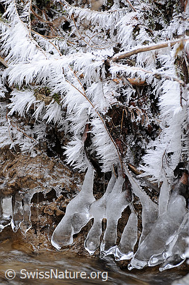 Foto: Frost. Natürliche Kunstwerke aus Eis (Eisbirne). An Wurzeln und kleinen Ästen am Bachufer haben sich lange Raureifnadeln und Eiszapfen gebildet.