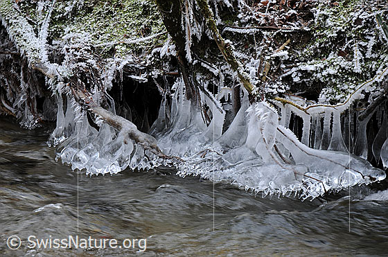 Foto: Eisskulptur (Eisbirne) am Bachufer. An Wurzeln und kleinen Ästen am Bachufer haben sich natürliche Kunstwerke aus Eis und Raureif gebildet.