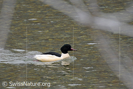 Foto: Reiherente (Aythya fuligula) auf Nahrungssuche.
Lat.: Aythya fuligula
Ordnung: Anseriformes (Gänsevögel)
Familie: Anatidae (Entenvögel)
Unterfamilie: Anatinae
Gattung: Aythya