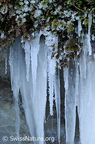 Foto: An Eiszapfen und Moos hat sich Raureif gebildet.