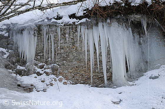Foto: Nagelfluh umgeben von Schnee und Eis. Lange Eiszapfen hängen über die Nagelfluhwand und verschmelzen am Fuss der Felsstufe mit dem vereisten Gelände.