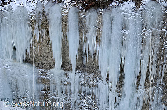 Foto: Eiswand aus Eiszapfen. Mächtige Eiszapfen bedecken eine Nagelfluhwand.