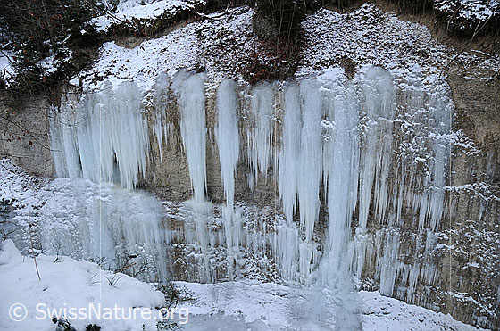 Foto: Lange Eiszapfen hängen als Eisfall über die hohe Nagelfluhwand.