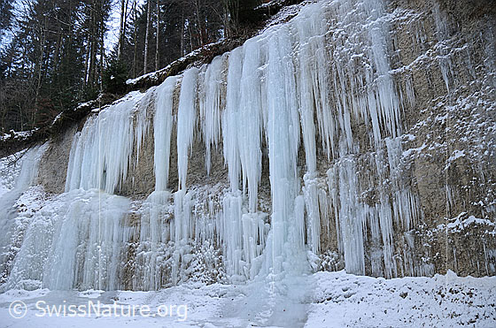 Foto: An einer Nagelfluhwand im Wald hat sich ein breiter Eisfall gebildet. Die einzelnen Eiszapfen sind teilweise zu grossen Eisgebilden verschmolzen.
