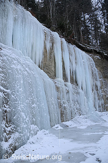 Foto: An einer Nagelfluhwand im Wald hat sich ein breiter Eisfall gebildet. Die einzelnen Eiszapfen sind teilweise zu grossen Eisgebilden verschmolzen.