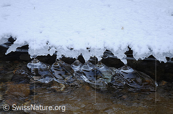 Foto: Schwimmende Eisgebilde (Eisbirnen) im Bach. Durch das Abschmelzen der Eisdecke haben sich im seichten Wasser Kunstwerke aus klarem Eis gebildet.