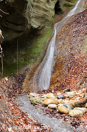 Foto: Wasserfall in kleiner Schlucht. Das Wasser rinnt als schmaler Wasserfall über die mit Algen überzogene, grün schimmernde Sandsteinwand ins Bachbett. Herbstlaub und vom Wasser rund geschliffene Steine säumen das Ufer.