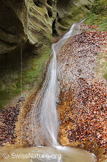 Foto: Wasserfall in kleiner Schlucht (Langzeitbelichtung). Das Wasser rinnt als schmaler Wasserfall über die mit Algen überzogene, grün schimmernde Sandsteinwand in einen kleinen Tümpel. Entlang des Wasserfalls sind nasse Herbstblätter zu sehen.