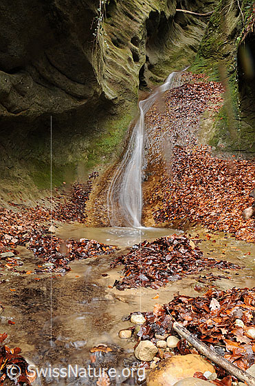 Foto: Wasserfall in kleiner Schlucht. Das Wasser rinnt als schmaler Wasserfall über die mit Algen überzogene, grün schimmernde Sandsteinwand ins Bachbett. Im Vordergrund sind Steine und gefallenes Herbstlaub zu sehen. 
Dieses Bächlein hat über die Jahrhunderte eine schön geformte kleine Schlucht geschaffen.
