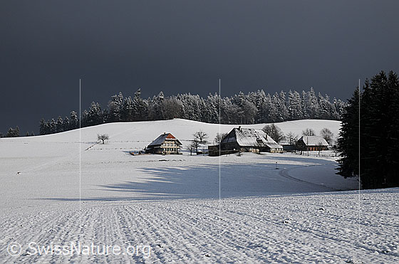 Foto: Weiler in Winterlandschaft. Blick über ein schneebedecktes Feld zu einem Bauernhof mit Stöckli und frisch verschneitem Tannenwald im Hintergrund.