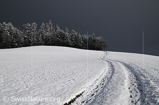 Foto: Wald und Weg in Winterlandschaft. Ein Feldweg führt leicht ansteigend zum Waldrand mit verschneiten Tannen.