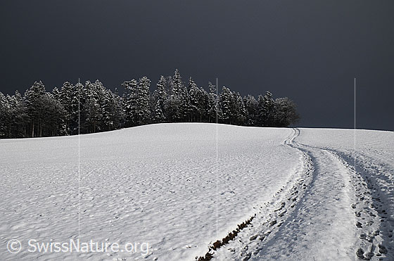 Foto: Schneefläche, Weg und Winterwald. Ein Feldweg führt leicht ansteigend zum Waldrand mit verschneiten Tannen.