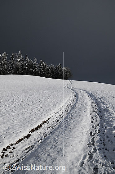 Foto: Feldweg in Winterlandschaft. Ein Weg führt an den Waldrand auf einer Anhöhe. Die Tannen sind frisch verschneit.