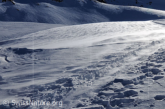 Foto: Schneeverfrachtung und verwehte Spur. Lockerer Schnee wird vom Wind über einen Berghang geblasen und lagert sich nach kleinen und grösseren Hindernissen ab. Die Spur im Vordergrund wurde bereits etwas zugedeckt.