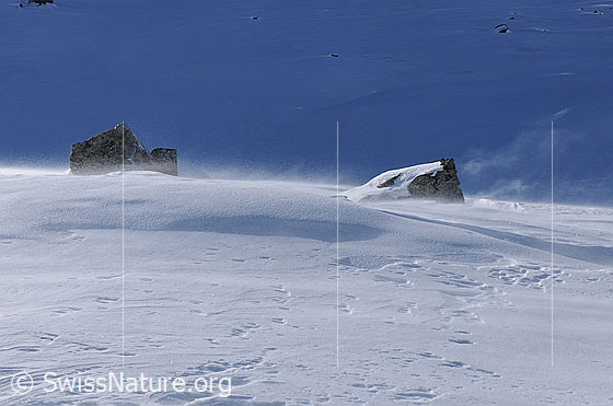 Foto: Felsblöcke ragen aus einer Schneefläche und starker Wind (Föhnsturm) verursacht Schneeverfrachtungen. An den Blöcken entstehen Schneefahnen.