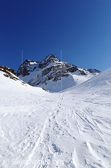 Foto: Eine verwehte Spur führt Richtung Ofenhorn.
