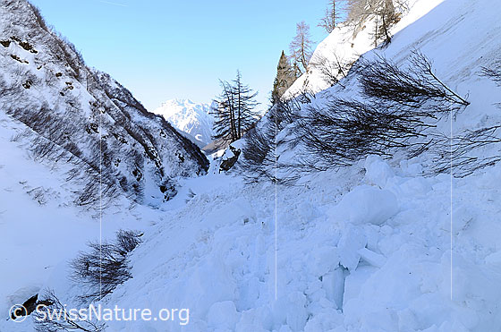 Foto: In einer Flanke einer Schlucht hat sich ein Nassschneerutsch ereignet.