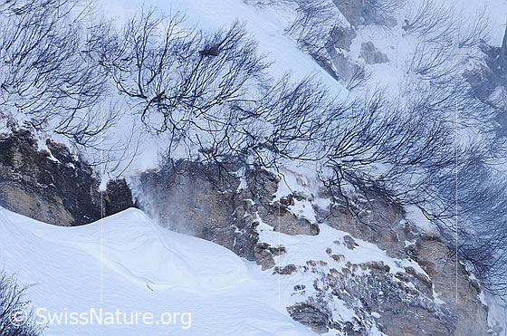 Foto: Schneeverfrachtung. Lockerer Schnee wird vom Wind durch das Erlengebüsch geblasen, fällt durch Rinnen im Gelände talwärts und lagert sich unterhalb einer Felsstufe ab.