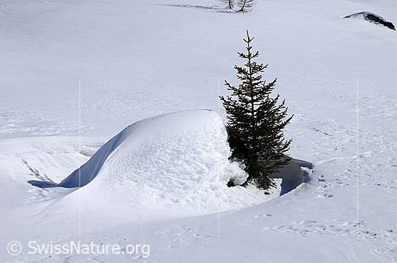 Foto: Junge Tanne im Schnee neben einem eingeschneiten Felsblock.